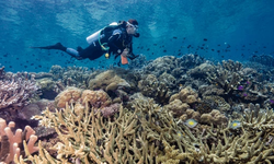 Nilai Ekonomi Mangrove dan Terumbu Karang Gili Matra Lombok Capai Rp 50 M Per Tahun