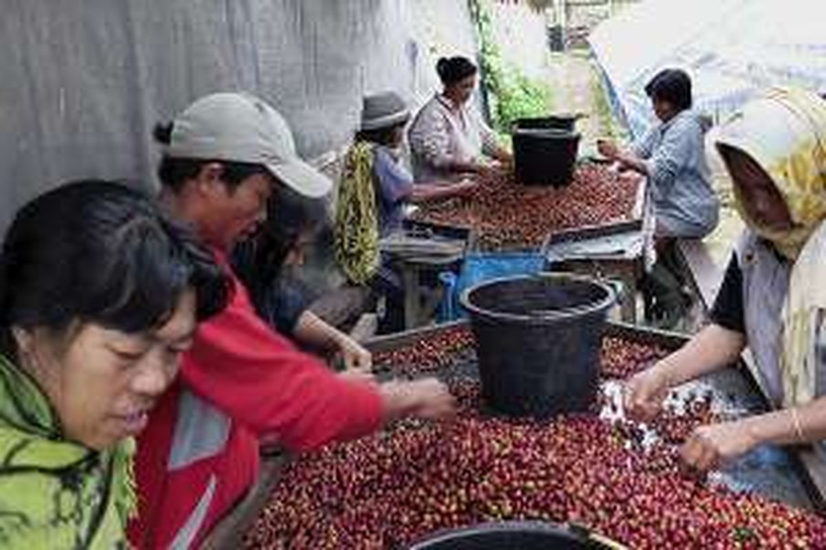Sejumlah pekerja di perkebunan PT Sulotco Jaya Abadi sedang menyortir kopi yang baru dipetik untuk diberikan kepada luwak alias musang yang khusus ditempatkan di kandang.