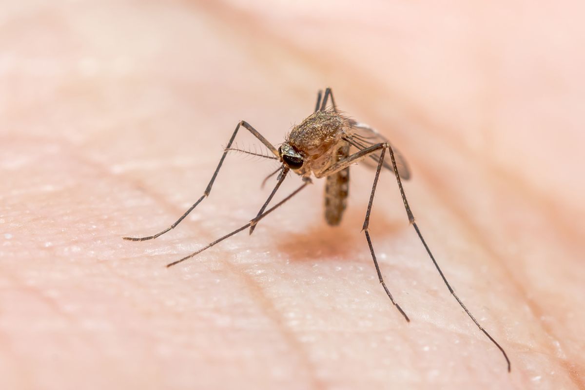 Ilustrasi nyamuk Anopheles, penyebab penyakit malaria