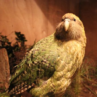 Ilustrasi burung kakapo.