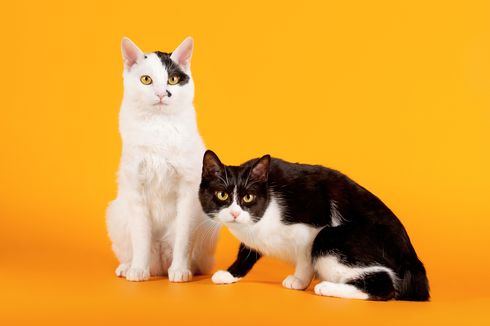 9 Ras Kucing Paling Cerdas di Dunia, dari Anggora hingga Bengal
