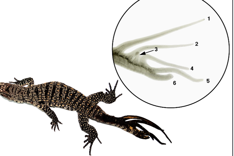 Serba-Serbi Hewan: Kadal Bisa Menumbuhkan Ekor Lebih Dari Satu Halaman All  - Kompas.com