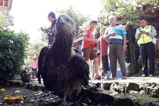 Dievakuasi, Elang Brontok yang Tersangkut Kabel Listrik di Cianjur