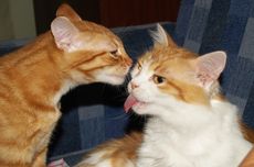 Mengapa Kucing Saling Menjilati Satu Sama Lain? Ini Kata Para Ahli