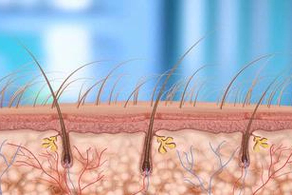 Ilustrasi struktur folikel rambut.