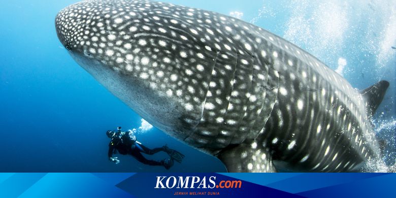9600 Koleksi Ikan Air Tawar Langka Di Indonesia HD Terbaru
