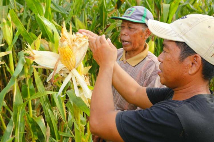 Salah satu petani sedang menunjukkan tanaman jagung yang ditanam dengan sistem tumpang sari dengan kelapa sawit, di Desa Lariang Kecamatan Tikke Raya, Kabupaten Pasang Kayu, Sulawesi Barat, Rabu (31/10/2018). 