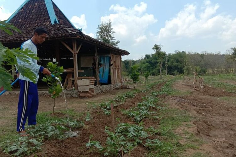 Petani di Klayar, Kapanewon Nglipar, Gunungkidul Menyiram Tanaman Semangka Untuk Pengembangan Agro Wisata di daerahnya
