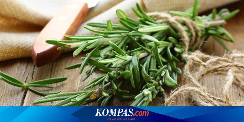 Apa Itu Daun Rosemary Rempah Aromatik Untuk Masakan Italia