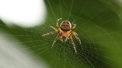 Peran Serangga dan Laba-Laba di Negara Maju Diabaikan