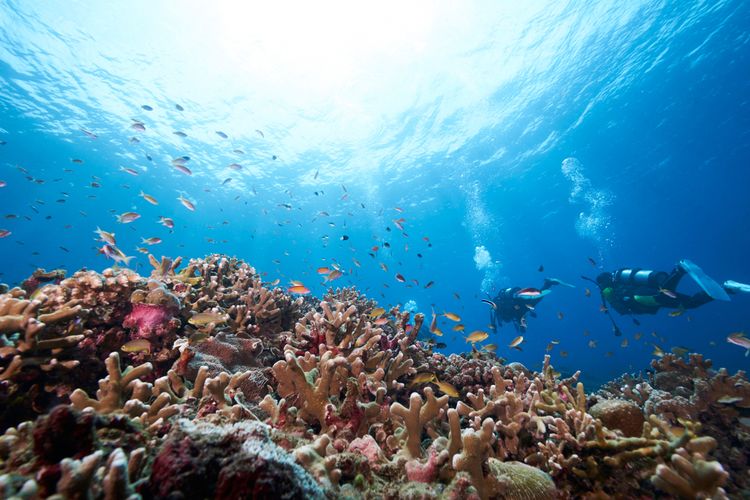 Keindahan bawah laut Pulau Hiri, Ternate, Maluku Utara.