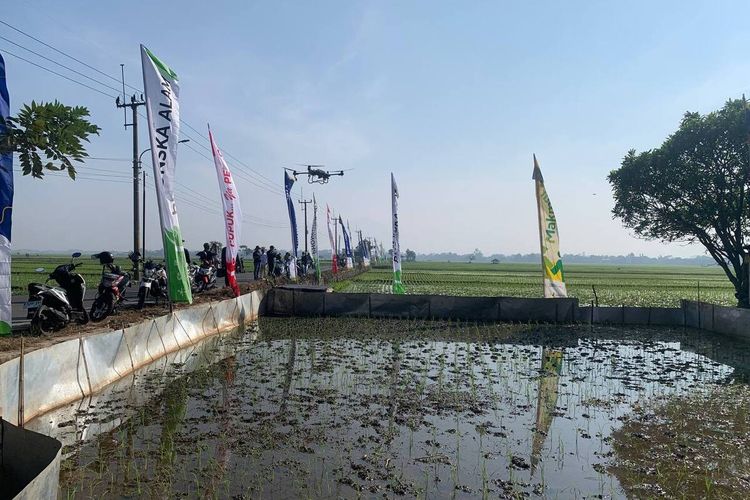 Penggunaan drone untuk menyemprotkan pupuk cair mulai dikenal kepada para petani di Desa Ciparay, Kabupaten Bandung, Jawa Barat okeh PT Petrokimia Gresik, Jumat (21/6/2024) nantinya drone tersebut akan mulai diprioritaskan di wilayah Jawa Barat, bahkan ditingkat Nasional