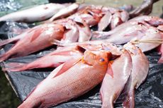 Produk Ikan dari Biak Siap Tembus Pasar Jepang dan China