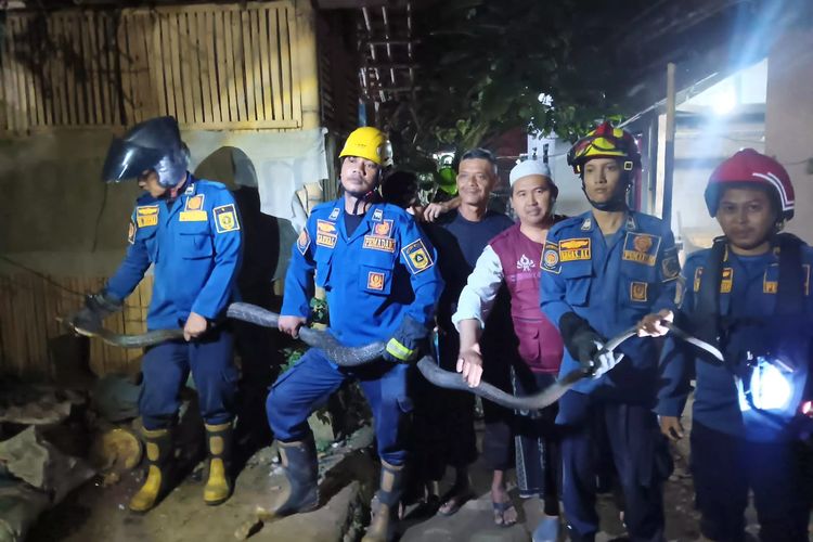 Ular King Kobra 4 Meter di Bogor Dievakuasi Damkar, Awalnya Terlihat Dekat Pot Tanaman