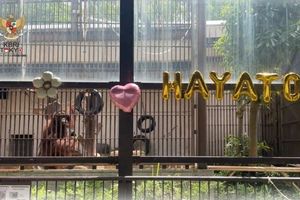 Orangutan Jennifer-Hayato 'Menikah' di Jepang, Gubernur Hadiri Resepsi
