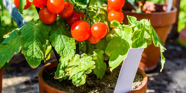 Merawat Tomat Ceri Di Rumah Varietas Dan Tips Menanamnya Halaman All Kompas Com