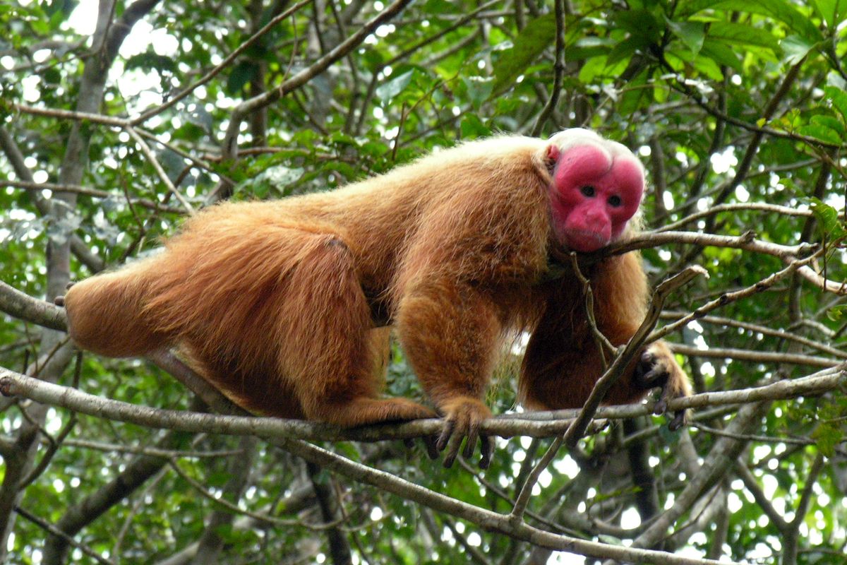 Uakari botak, salah satu hewan endemik Hutan Amazon