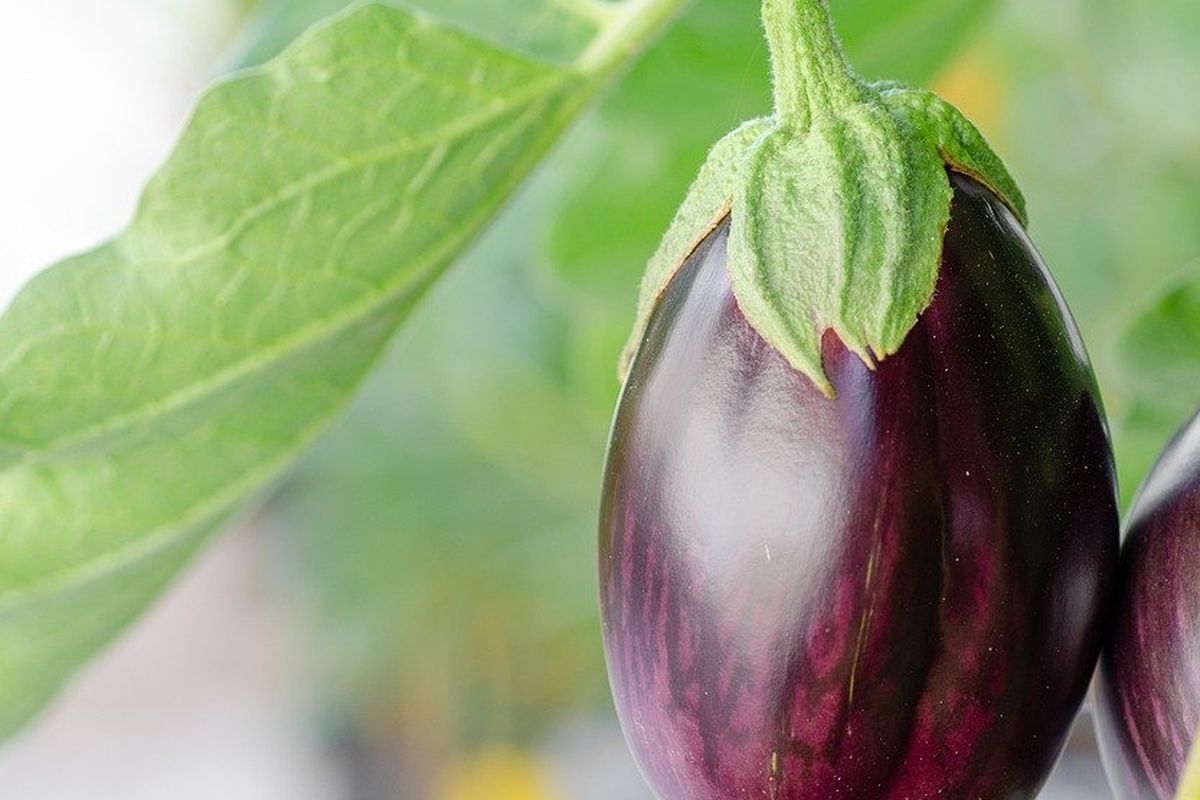 Tanaman terong ungu