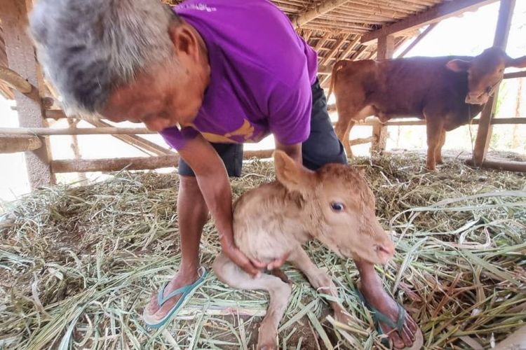 Anak Sapi Berkaki Dua Lahir di Bantul DIY, Pemilik: Kalau Tidak Ada yang Beli, Saya Pelihara