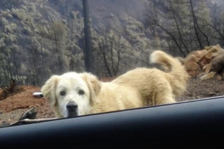 Madison, salah satu anjing penjaga yang hilang saat kebakaran besar di California, ditemukan sedang menunggu pemiliknya, Andrea Gaylord, di antara sisa reruntuhan tempat tinggal mereka yang telah hangus dilalap api.