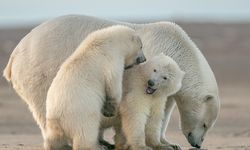 Adaptasi Perubahan Iklim, Studi Temukan Beruang Kutub Kembangkan DNA Unik