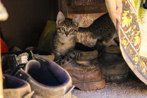 Alasan Kucing Suka Menggigit dan Mengendus Sepatu