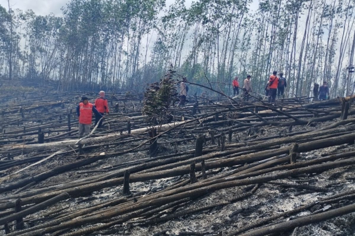 Petugas berjibaku memadamkan api karhutla di kawasan TNTN di Desa Lubuk Kembang Bunga, Kecamatan Ukui, Kabupaten Pelalawan, Riau, Sabtu (19/4/2025).