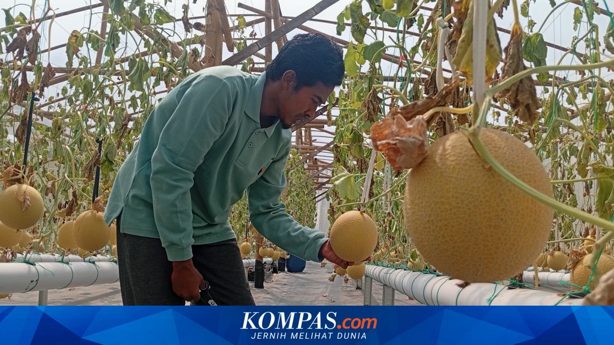 Sulap Lahan Tak Produktif Jadi Kebun Melon, Petani di Madiun Kebanjiran Order