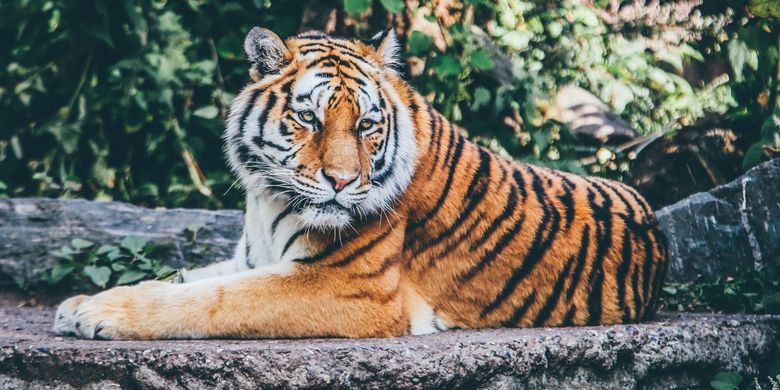 5 Spesies Kucing Terbesar Di Dunia Halaman All Kompas Com