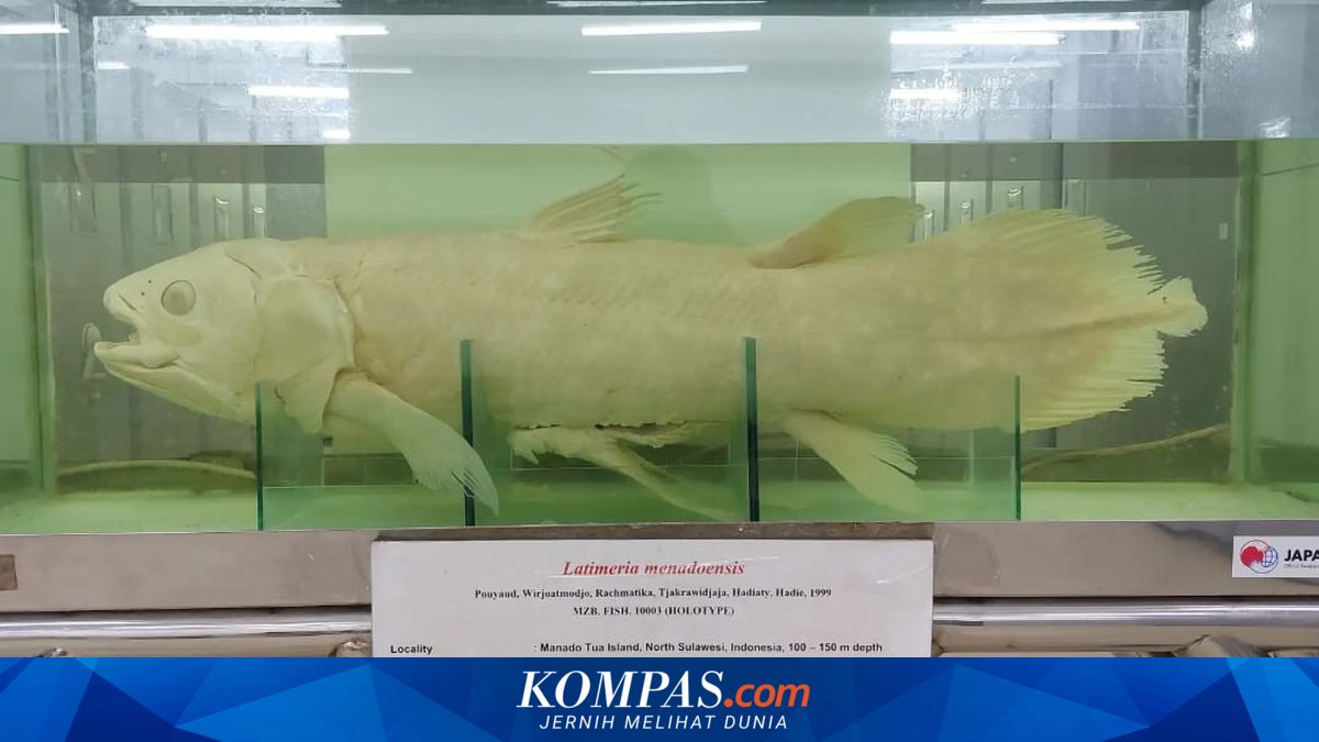 Ikan Purba Coelacanth Kembali Ditemukan di Sulawesi Utara, Apa Bedanya dengan Temuan Gorontalo?