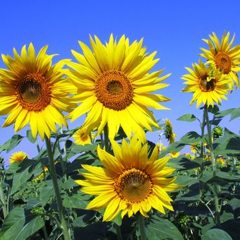 Ilustrasi bunga matahari, tanaman refugia