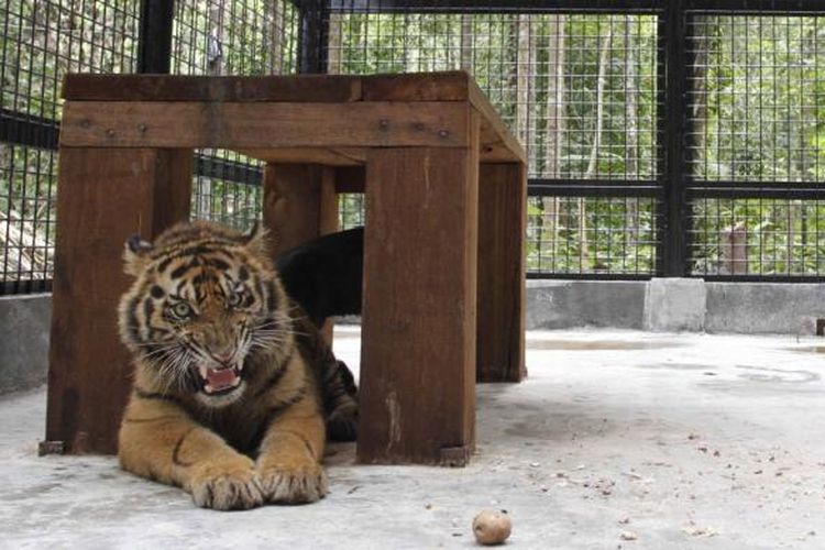 Ilustrasi. Seekor harimau sumatera (Panthera tigris sumatrae) jantan berada di kandang observasi hasil kerjasama Ditjen PHKA dan pihak APP di Kabupaten Siak, Riau, Kamis (12/1/2012). Satwa liar yang berusia sekitar 2,5 tahun tersebut merupakan harimau yang ditangkap di kawasan hutan tanaman industri di Indragiri Hilir lebih dari tiga bulan yang lalu dan saat ini dilakukan proses observasi sebelum dilepasliarkan kembali.