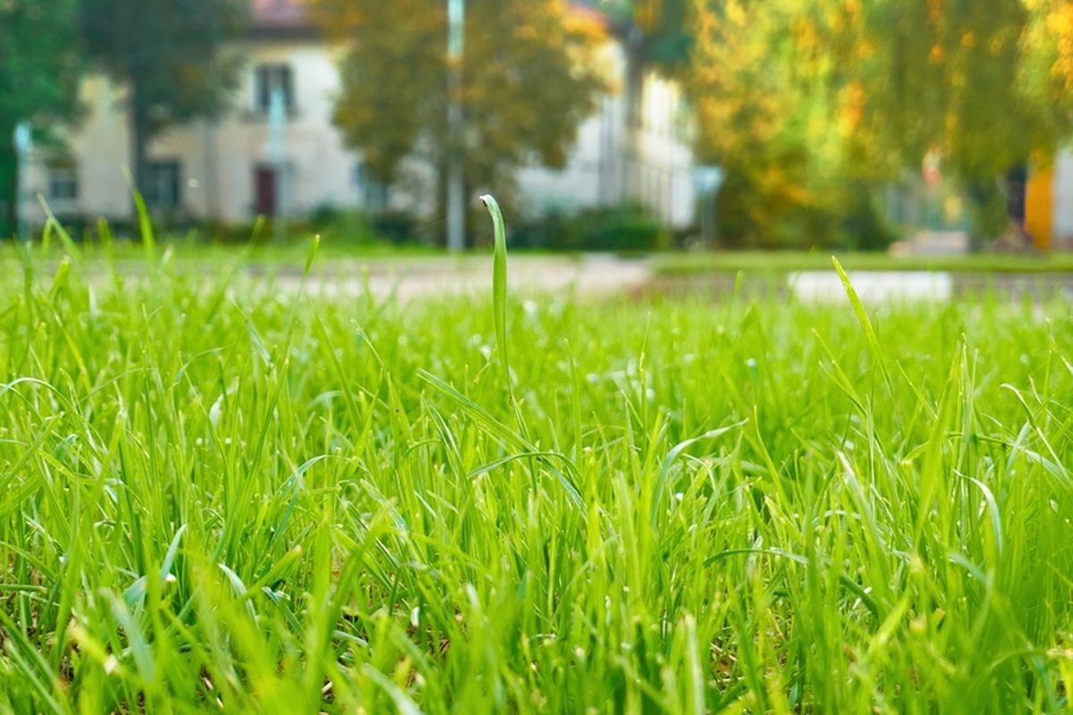 Ilustrasi rumput, rumput halaman rumah. 