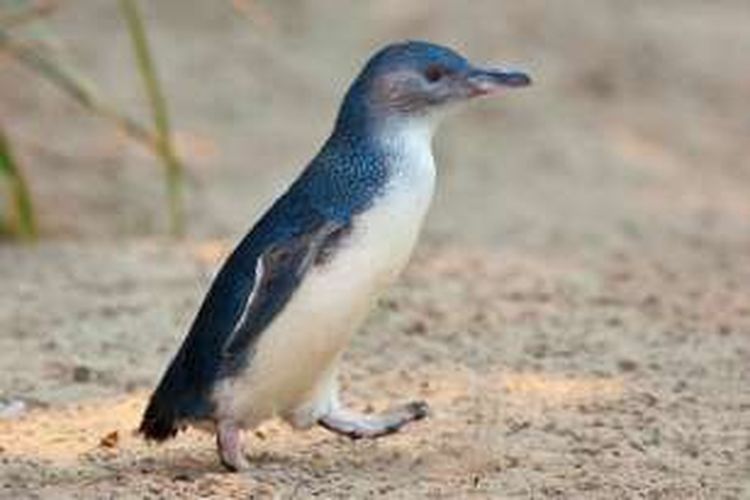 Penguin kecil atau dikenal dengan nama korora di Selandia Baru.