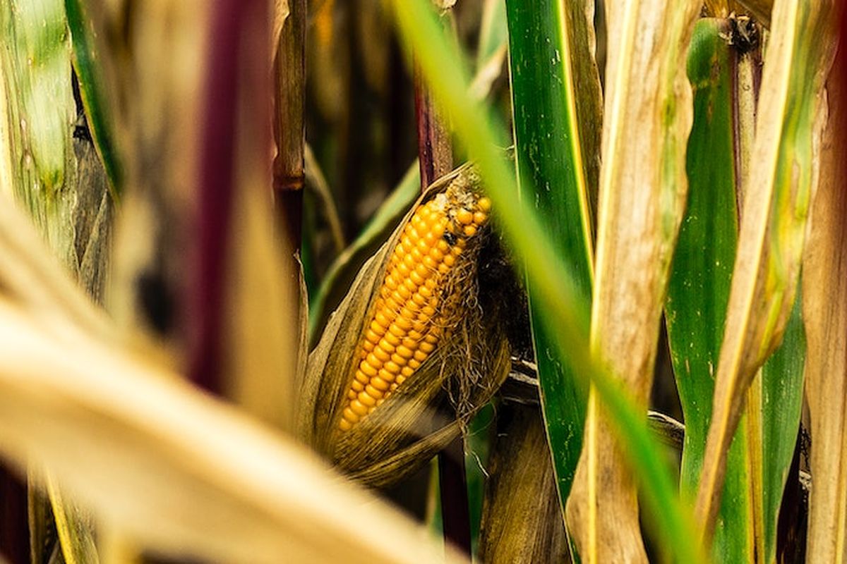Ilustrasi tanaman jagung, budidaya jagung. 
