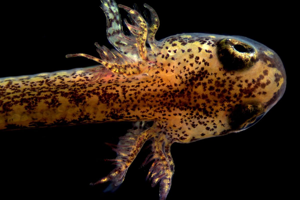 Hemidactylium scutatum larvae, salah satu salamander yang bisa hidup tanpa paru-paru yang berasal dari Amerika Utara.