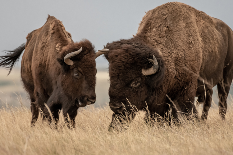 Bison: Fauna khas Amerika Serikat