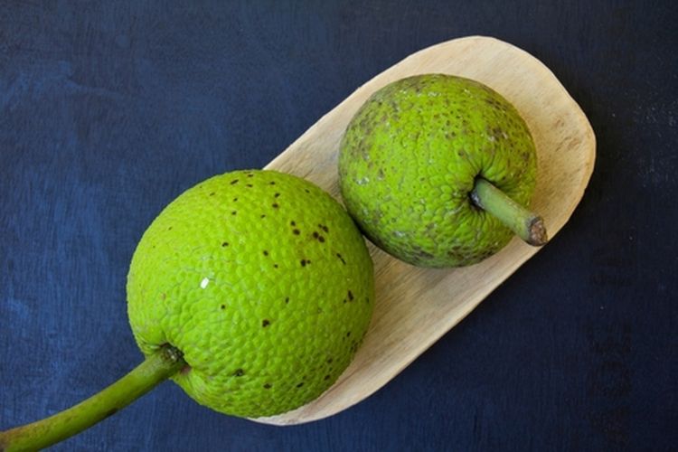 Ilustrasi buah sukun