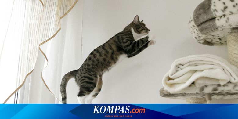 Ini Alasan Mengapa Kucing Suka Tempat Tinggi - Vimarsana News