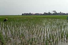 Petani Karawang Meradang, 50 Hektar Sawah Gagal Panen akibat Sundep