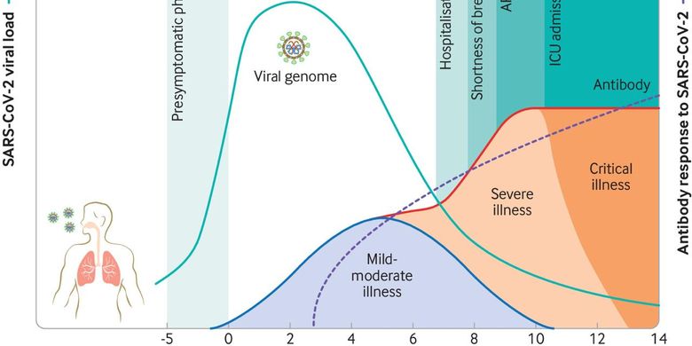 Viral load virus corona di dalam tubuh dari hari ke hari.