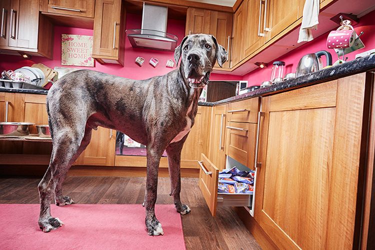 Freddy the Great Dane