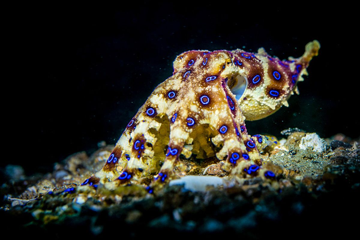 Gurita Cincin Biru adalah hewan laut paling beracun di Bumi. Blue-ringed octopus atau gurita cincin biru memilikii racun mematikan yang disebut tetrodotoxin, racun saraf yang bisa melumpuhkan dan membunuh manusia.