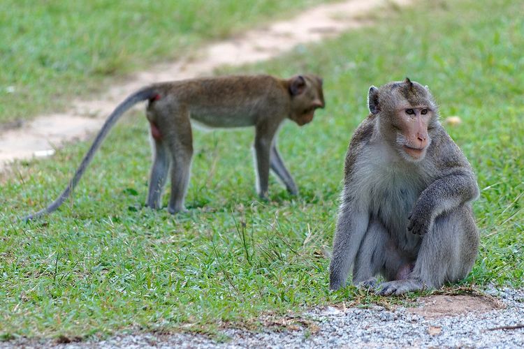 Ilustrasi kera rhesus. Spesies primata yang banyak digunakan dalam penelitian sains, termasuk studi tentang pandemi Covid-19.