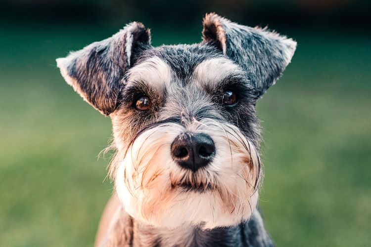 miniature schnauzer