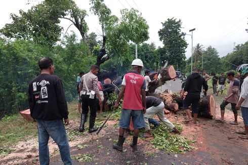 Pohon Reo Berusia 80 Tahun Tumbang, Akses Jalan Trans Maumere-Larantuka Sempat Lumpuh Total