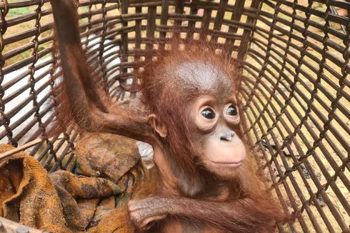 Bayi Orangutan Kurus karena Dipelihara Warga di Kalbar Akhirnya Dievakuasi