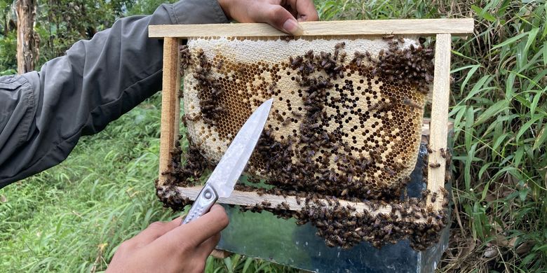 5 Manfaat Makan Sarang Lebah Madu, Lawan Infeksi Bakteri dan Jamur Halaman all - Kompas.com