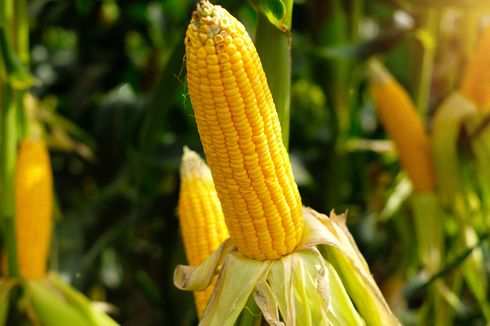 Cara Menanam Jagung dalam Polybag, Bisa Ditanam di Lahan Sempit