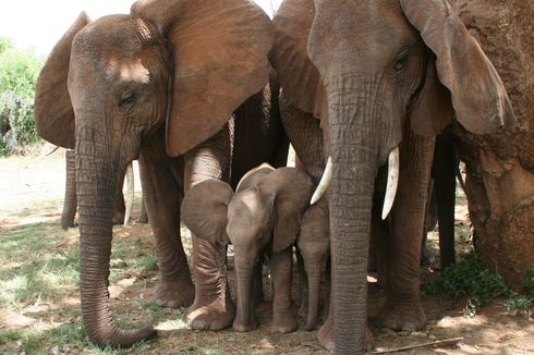 Studi Sebut Dukungan Kawanan Bisa Kurangi Stres Gajah yang Kehilangan Induknya